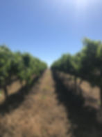Grapes growing