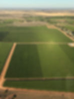 Vineyard